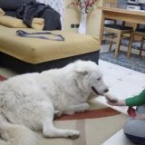 Lupo