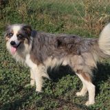 Aslan
