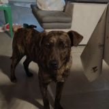 Valli 