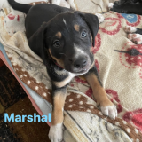 Marshall 