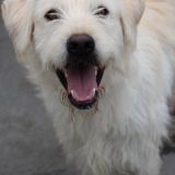Santos